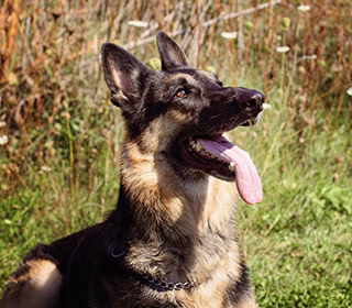 A German Sheppard panting, looking expectantly onward