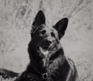 Lily, a German Sheppard, laying in grass