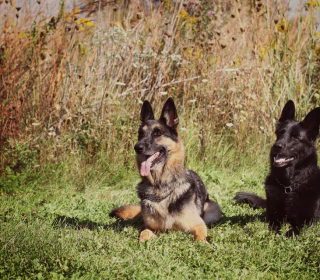 Lily & Shep, two German Sheppards, laying in a field